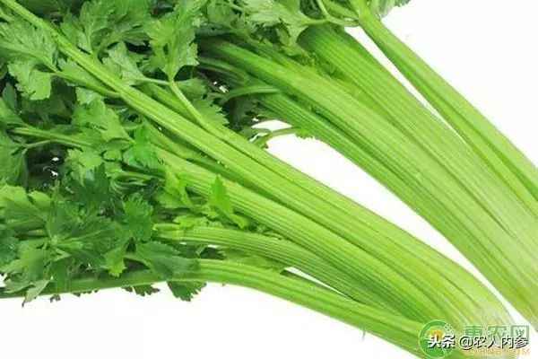 8月12日农产品批发价格,5月11日农产品批发价格