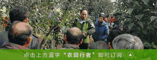 黄瓜得龙头疫病怎么治,黄瓜龙头出现问题