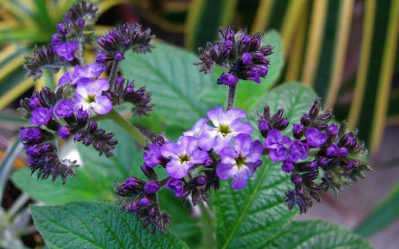 口腔溃疡反复发作吃什么容易愈合,口腔溃疡一抹止痛