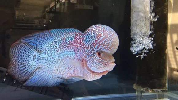 罗汉鱼脱肛严重还有救吗,罗汉鱼失鳔症的鱼恢复要多久