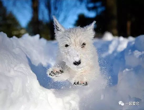 冬季狗狗护理注意事项