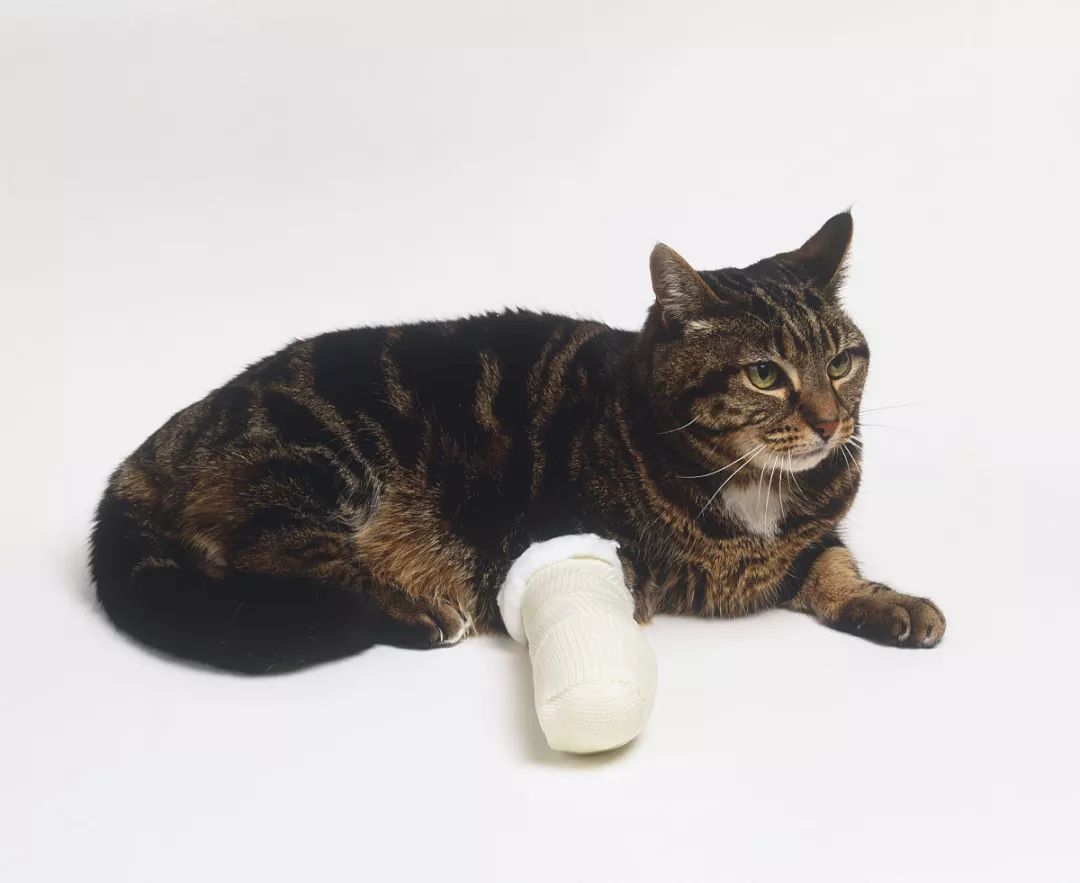 如何解决猫咪铲屎问题,当铲屎官犯二时猫咪在想什么