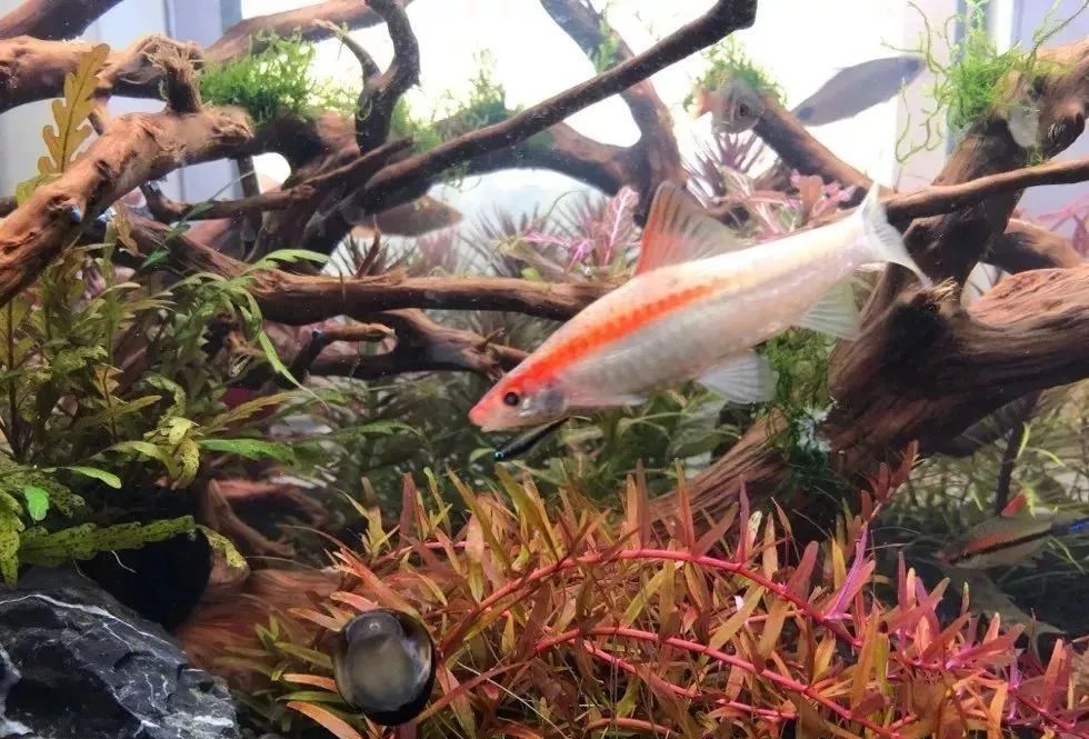 鱼种法拉利,观赏鱼有多美