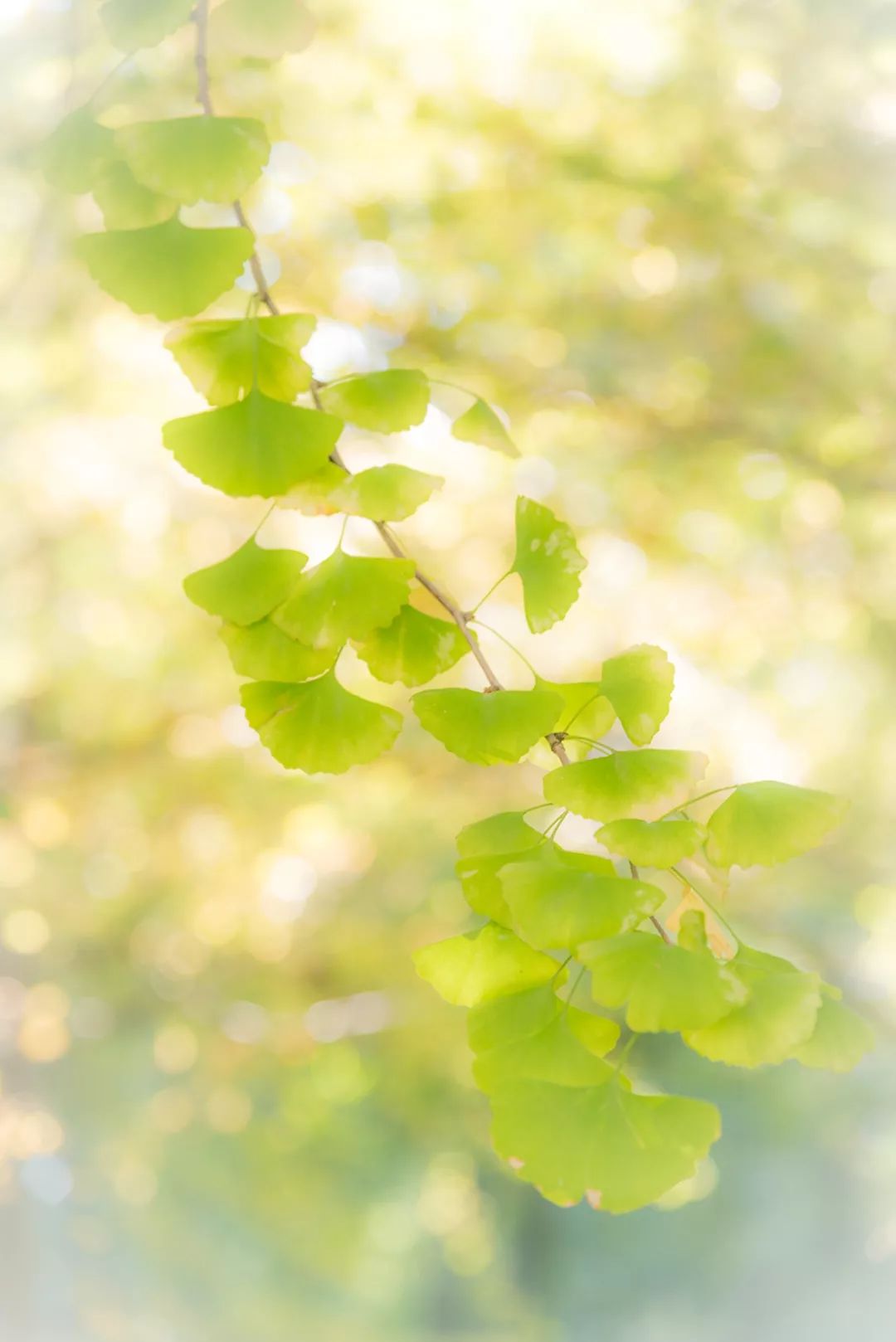“妈，我在华师看了一场金黄色的雪！”