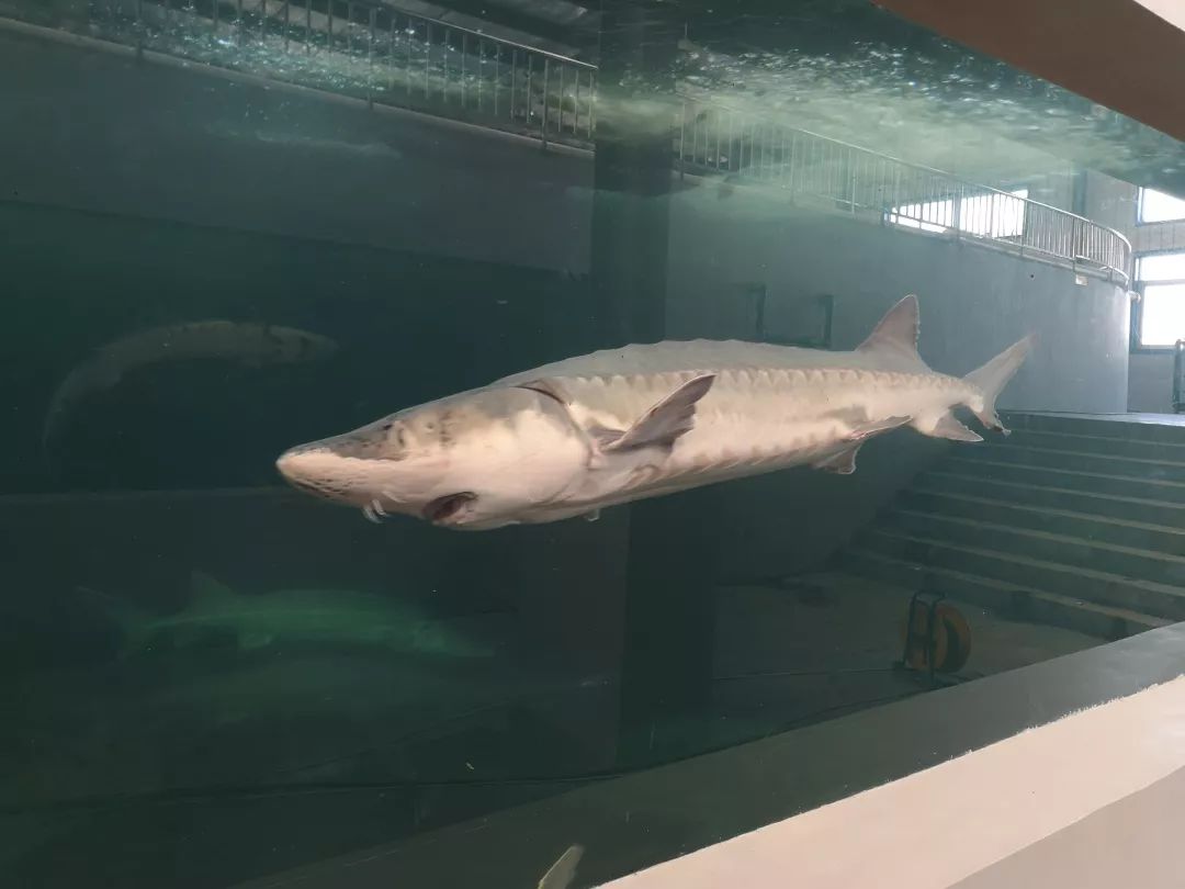 谁杀死了“大鱼”？——生死中华鲟