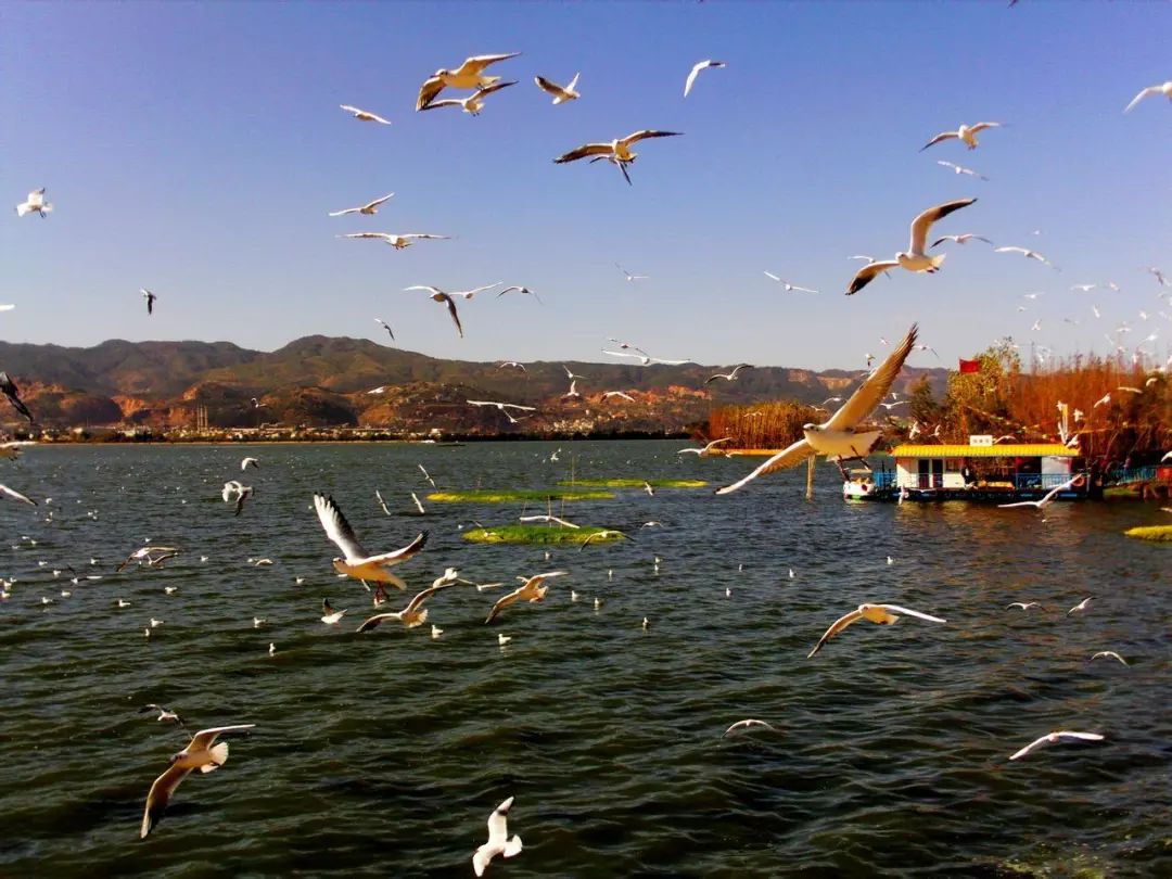 1月机票白菜价！从洛阳出发，最低只要170元！比坐车还便宜！