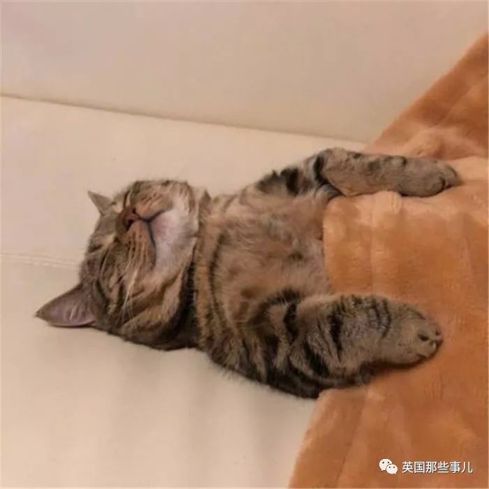 2018年在日推上“青史留名”的喵星人，引起舒适！