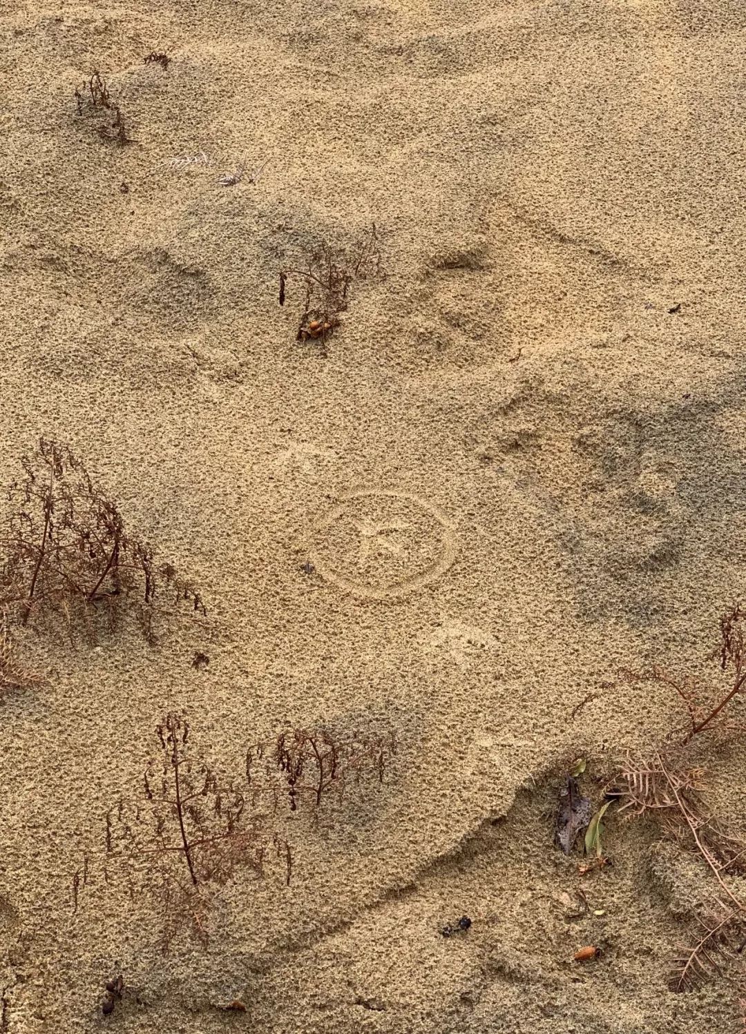 新西兰的国鸟竟是如此模样,新西兰的国鸟是哪种奇特无比的鸟