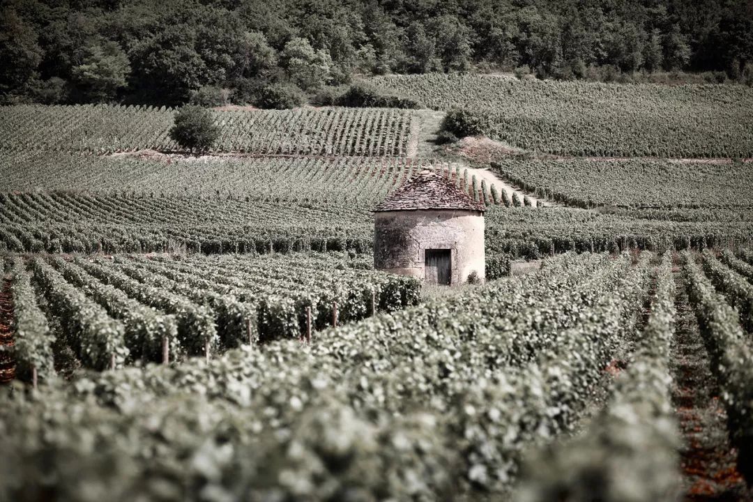 法国勃艮第黑皮诺珍藏红葡萄酒,法国格瑞德勃艮第红葡萄酒2013