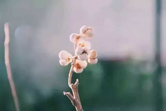 北京才女徐静蕾,徐静蕾李亚鹏北京台