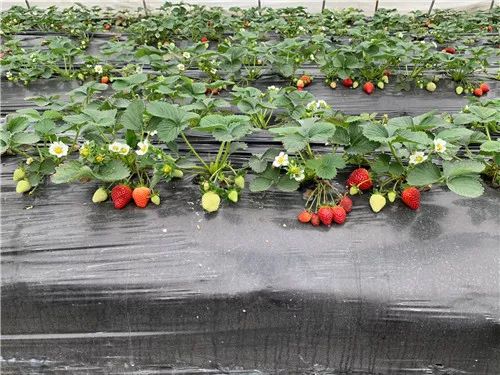 看雪、越野、摘草莓……元旦成都周边打卡指南get√