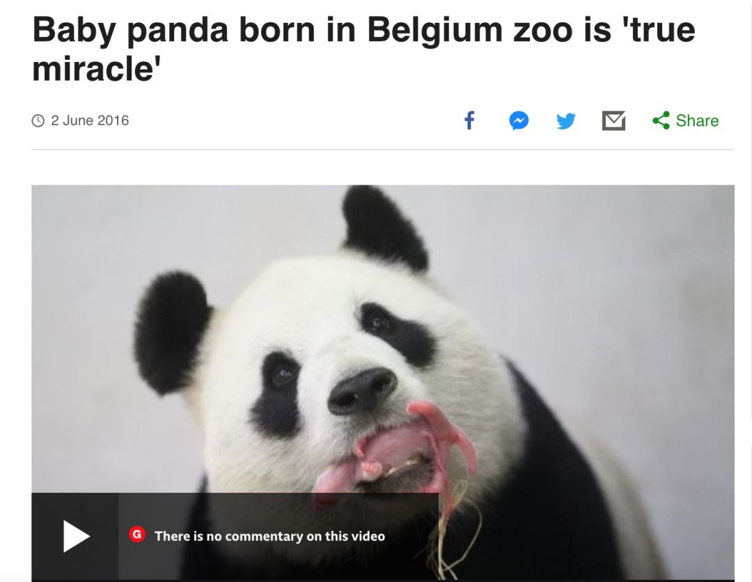 老外多爱猫咪,老外多爱中国