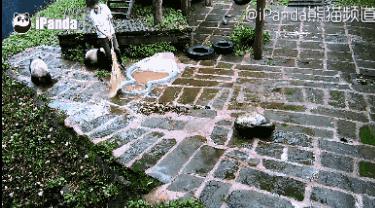 老外到底多喜欢熊猫,老外看中国大熊猫