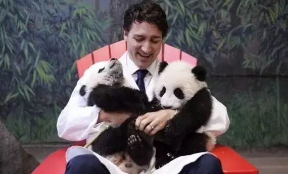 老外到底多喜欢熊猫,老外看中国大熊猫