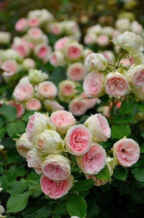 日本顶级微型月季,日本顶级盆栽大师