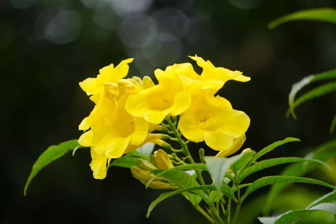 华南植物园吉祥花图片,华南植物园禾雀花观赏时间
