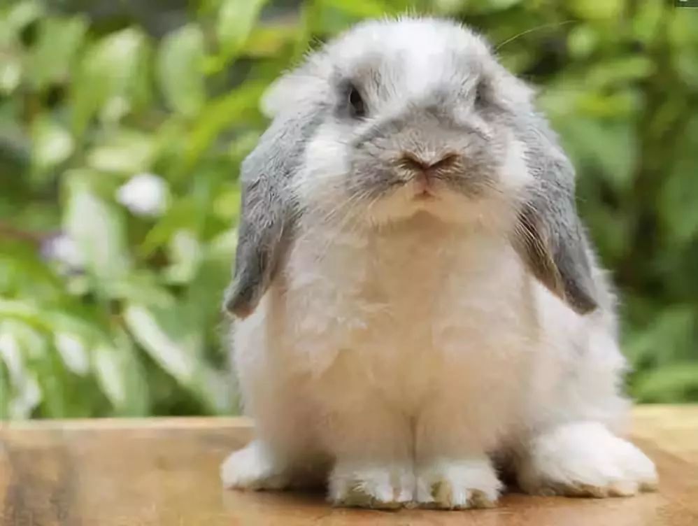 同样是麦子，为啥他一亩地能卖2000多元？