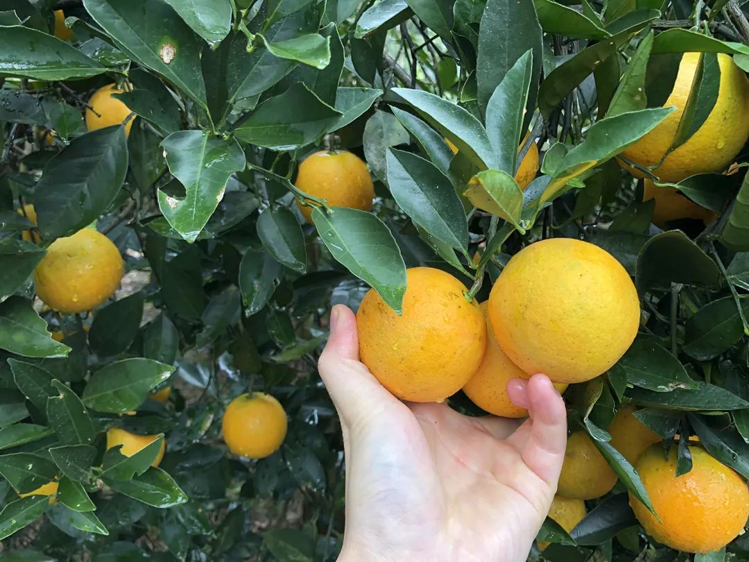 勐糯橙子又香又甜价格实惠,橙子很甜价格实惠