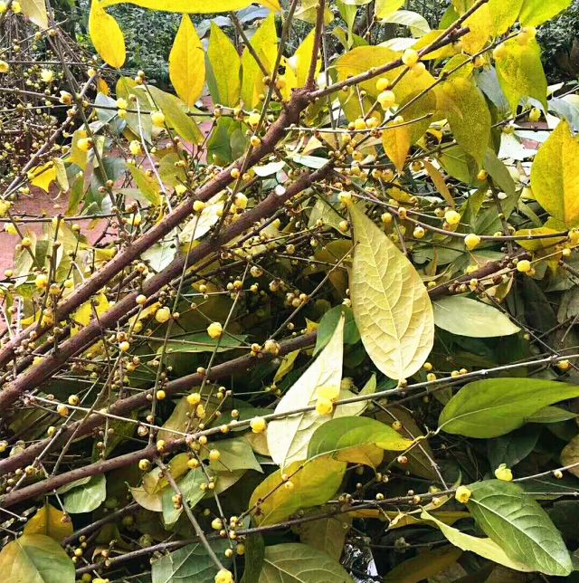 腊梅花的香味沁人心脾,腊梅花开香味扑鼻