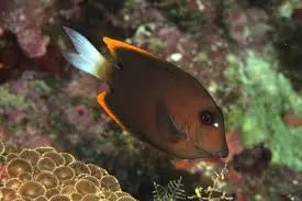 海底小百科的视频,海水小百科紫月神仙鱼