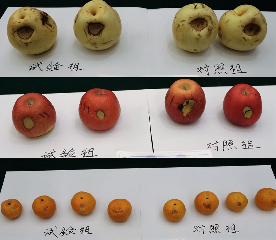 植物微伤口用什么杀菌剂,可修复植物伤口的杀菌药