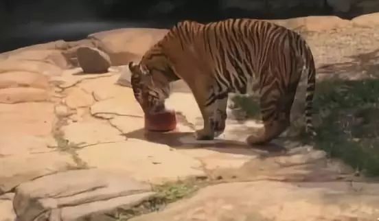 最近四川乐山发生的车祸新闻,乐山最近发生的车祸事故