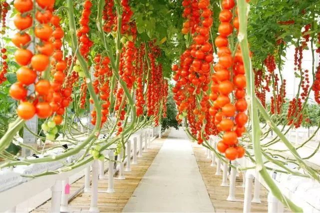 她很主动的跟我表白,好紧张好想表白