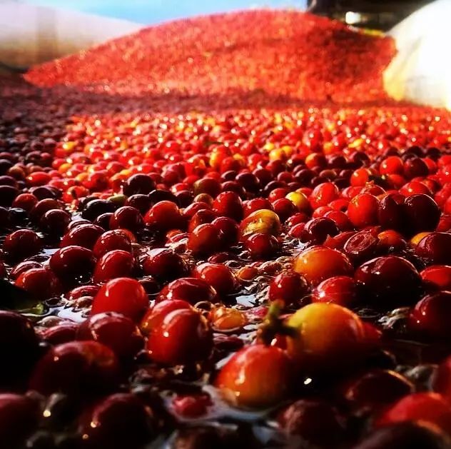 中国最大的咖啡种植产区,亚洲的咖啡产区特点