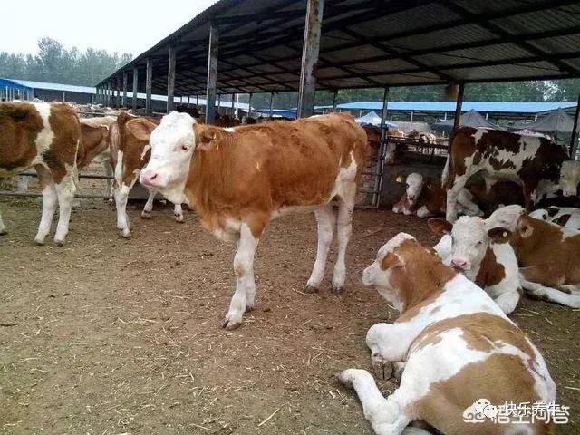 牛站不起来能治好么,牛站不起来最快的治疗方法