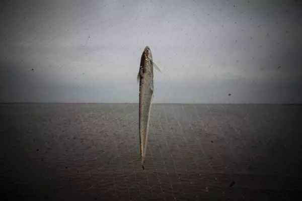 长江刀鱼最新政策,长江刀鱼从什么时候开始禁捕的