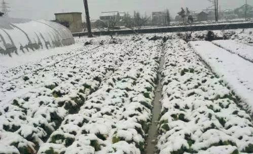 大雪把大棚压塌的视频,大雪后蔬菜棚被压塌