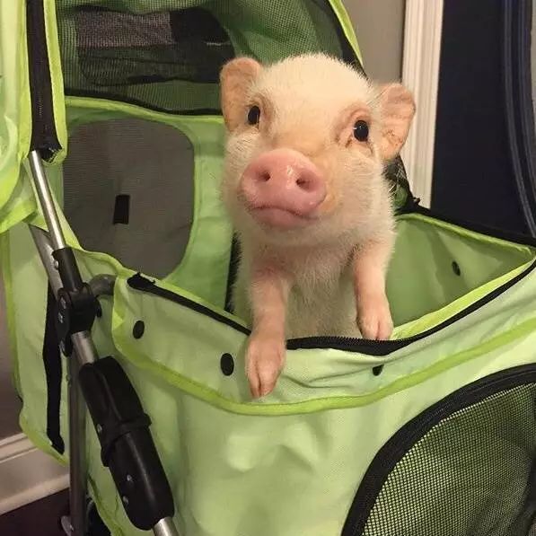 揭穿身边的骗局文章,揭穿新骗局视频