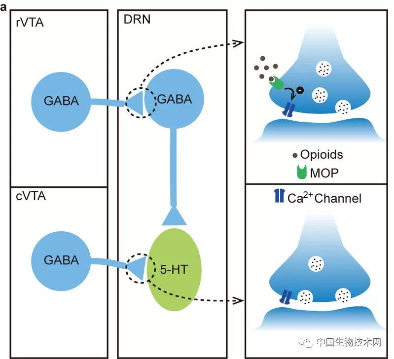 浙江大学团队发现*啡吗**成瘾治疗新通路