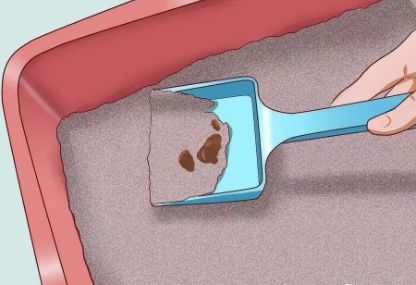 猫咪便秘吃肠道处方粮,猫咪便秘按摩肚子手法