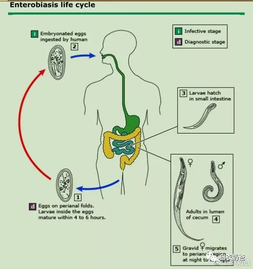 成人屁股痒痒感觉有蛲虫怎么办,蛲虫屁股痒痒怎么止痒