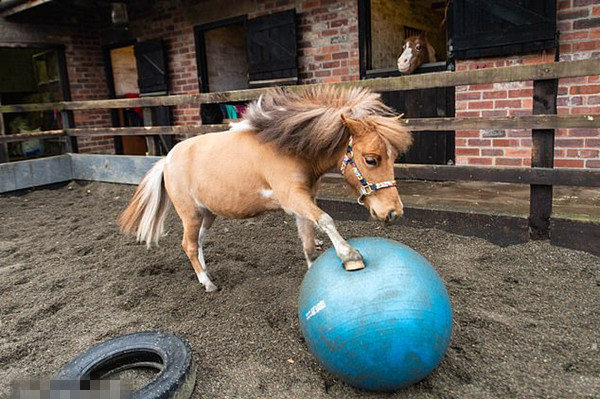 英小马驹酷爱踢足球运球有模有样被专业球队接纳