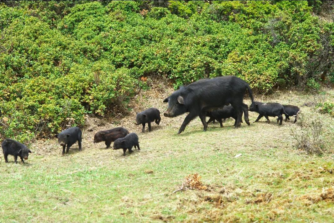 云南火腿分布图,云南火腿室内图片