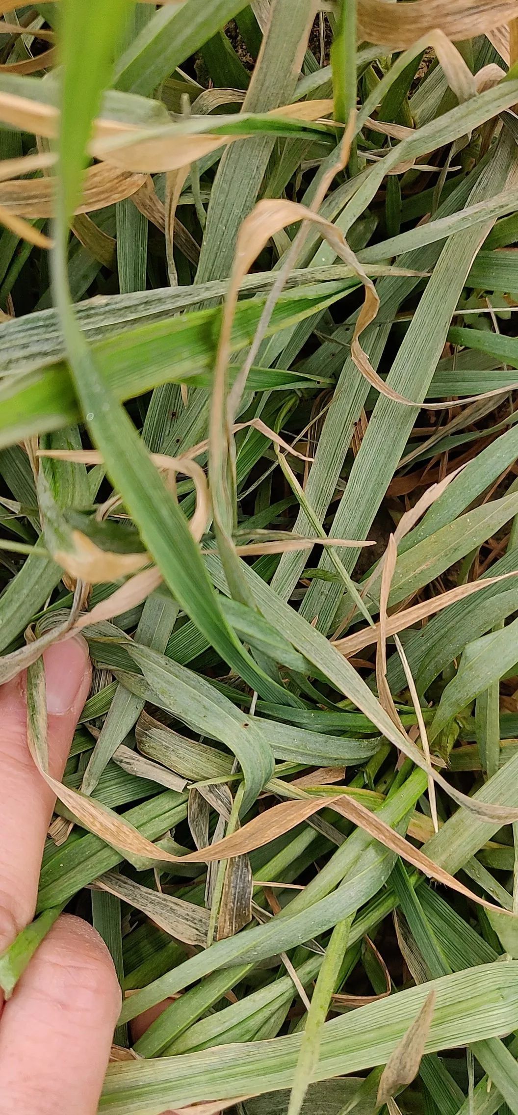 小麦最近发黄是什么原因造成,多地小麦出现发黄枯死现象