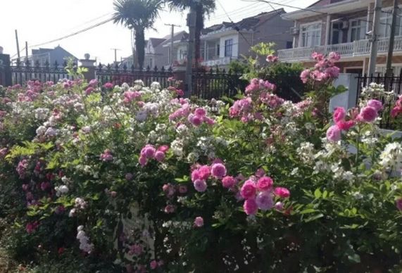 崇明好的民宿树屋,上海崇明农庄民宿