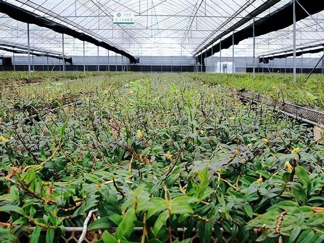 铁皮石斛成分的面膜怎么样,铁皮石斛面膜