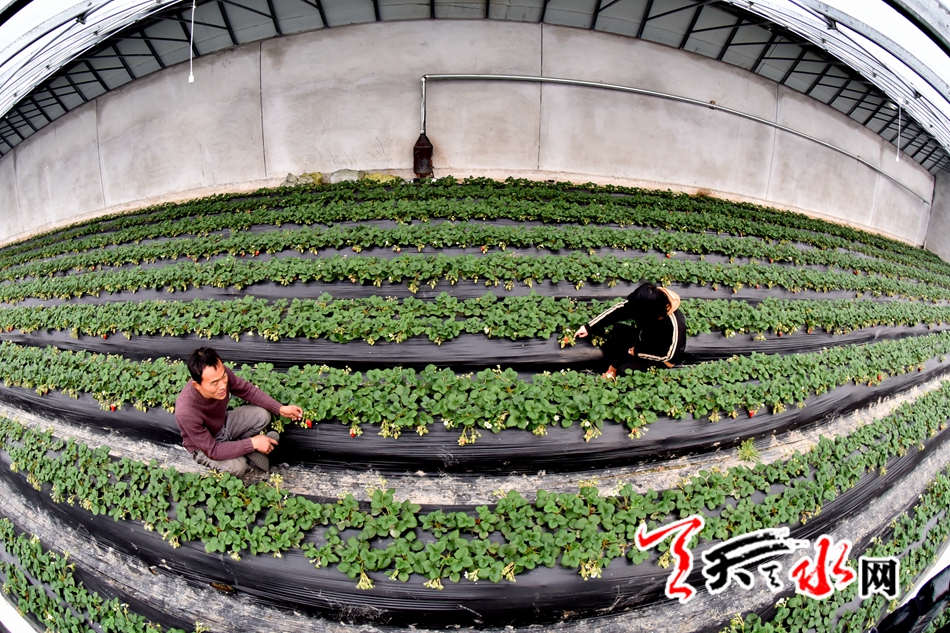 浙江小伙骆同辉在天水创业：做自己的草莓“锦鲤”