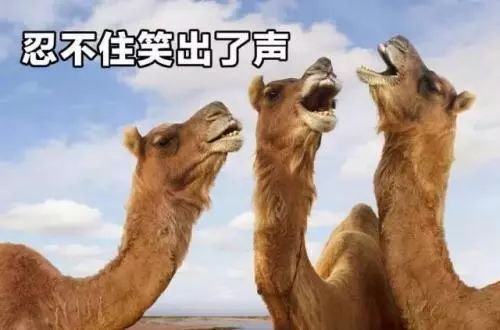 单身率最高的大学专业有哪些,单身率最高的专业top50