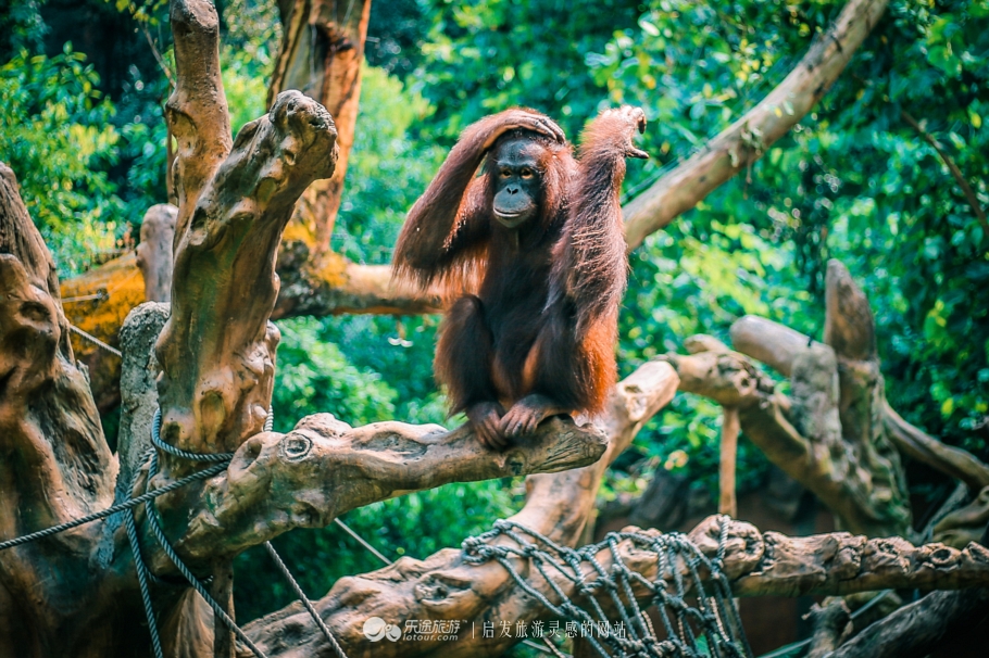 上过综艺的红毛猩猩,红毛猩猩外国综艺