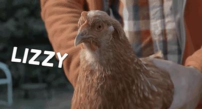 在鸡头装摄像头当稳定器,给鸡头安摄像头