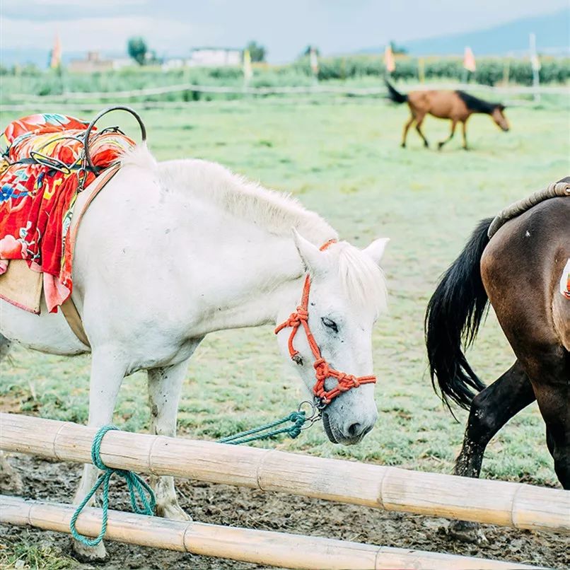日系清新拍照参考,拍小清新日系照