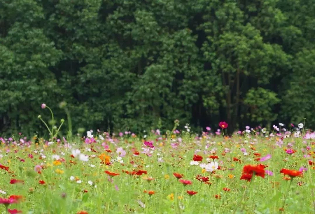 「收藏」不能错过的小美好！上海12个月行走指南来啦