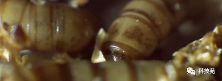 养一千只石蛙年收入多少,养2万只石蛙投资多少