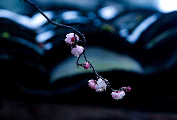 岁寒三友诗句松竹梅,关于梅兰竹菊和岁寒三友的诗句