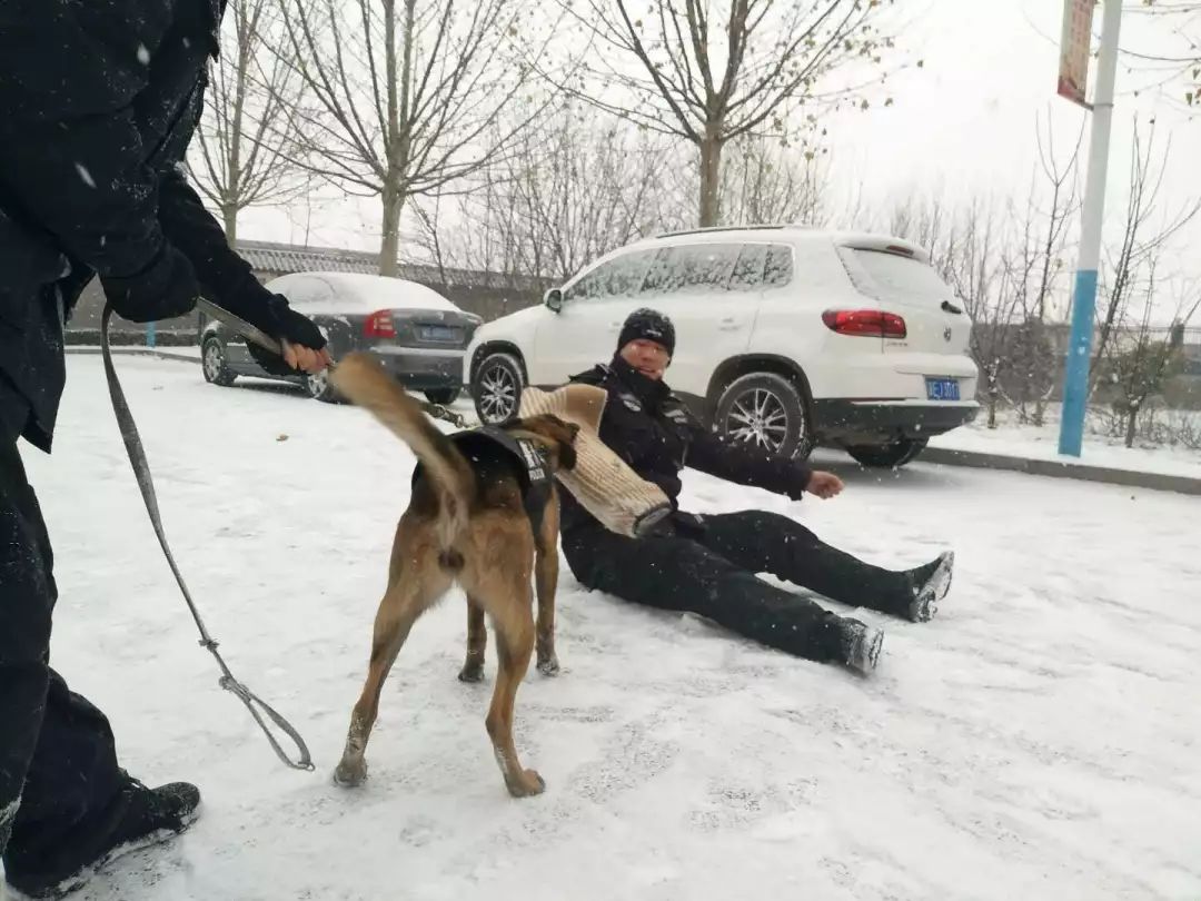 德州警犬训练视频,带大家认识警犬养成记