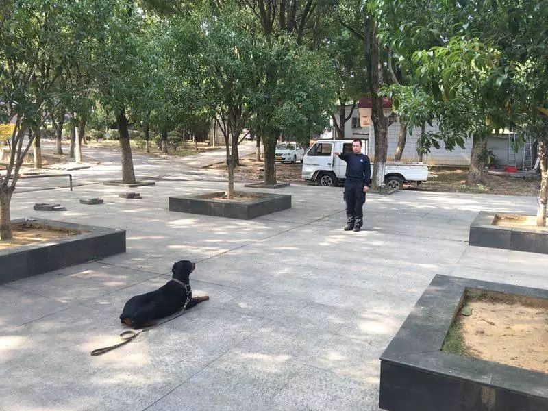 德州警犬训练视频,带大家认识警犬养成记